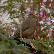 Chiguanco Thrush