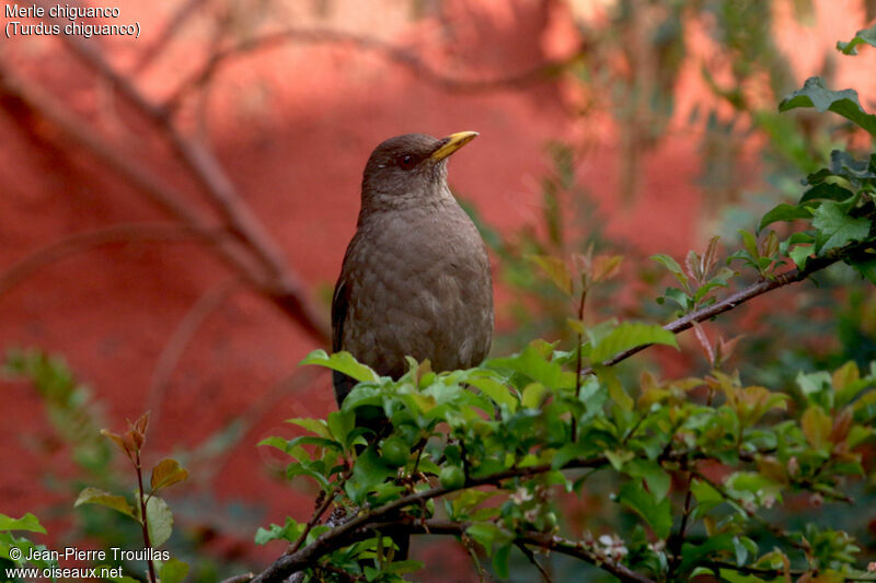 Chiguanco Thrush