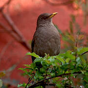 Chiguanco Thrush