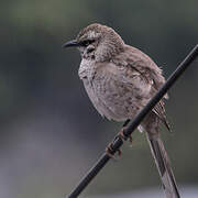 Long-tailed Mockingbird