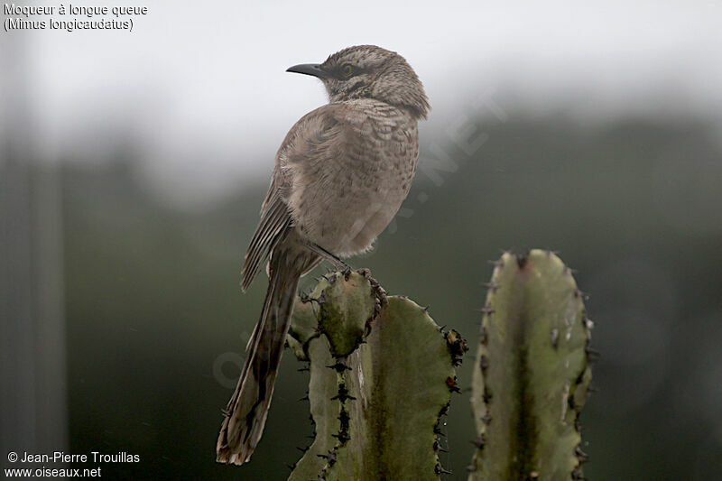 Long-tailed Mockingbird