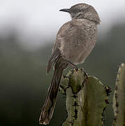 Long-tailed Mockingbird