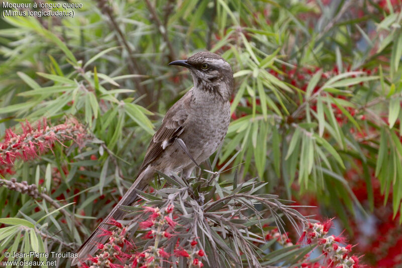 Long-tailed Mockingbird