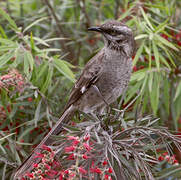 Long-tailed Mockingbird