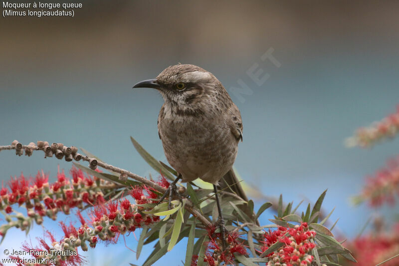 Long-tailed Mockingbird