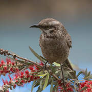 Long-tailed Mockingbird