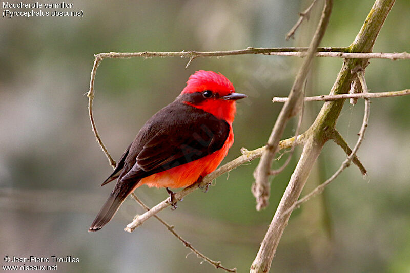 Vermilion Flycatcher