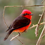 Vermilion Flycatcher