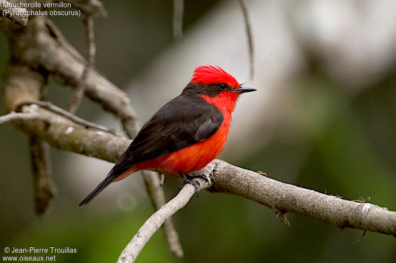 Vermilion Flycatcher