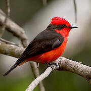 Vermilion Flycatcher