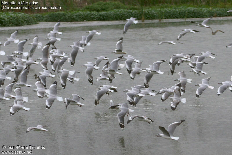 Grey-headed Gull