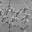 Mouette à tête grise