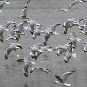 Mouette à tête grise