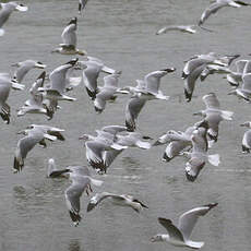 Mouette à tête grise