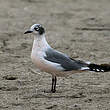 Mouette de Franklin