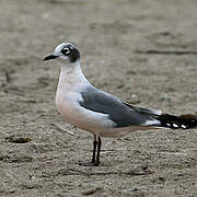 Mouette de Franklin