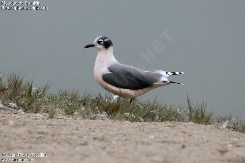 Franklin's Gull