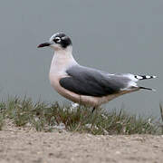 Franklin's Gull