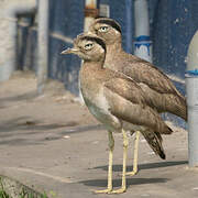 Peruvian Thick-knee