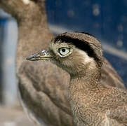 Peruvian Thick-knee