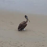 Peruvian Pelican