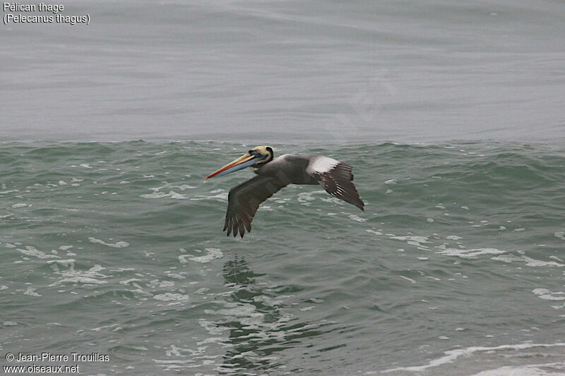 Peruvian Pelican