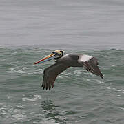 Peruvian Pelican