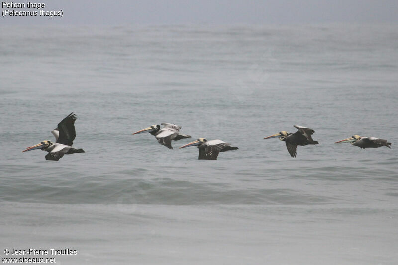 Peruvian Pelican