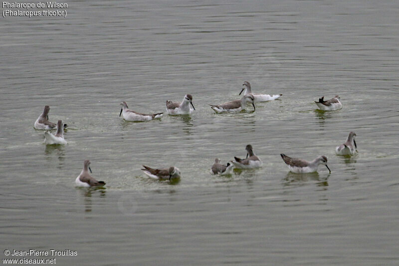 Phalarope de Wilson