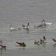 Phalarope de Wilson