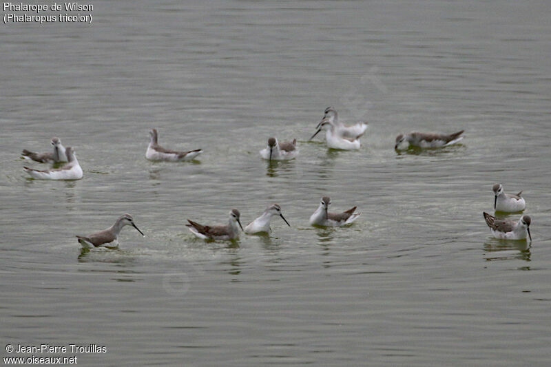 Phalarope de Wilson