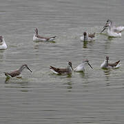 Phalarope de Wilson