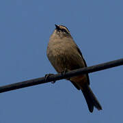 White-browed Chat-Tyrant