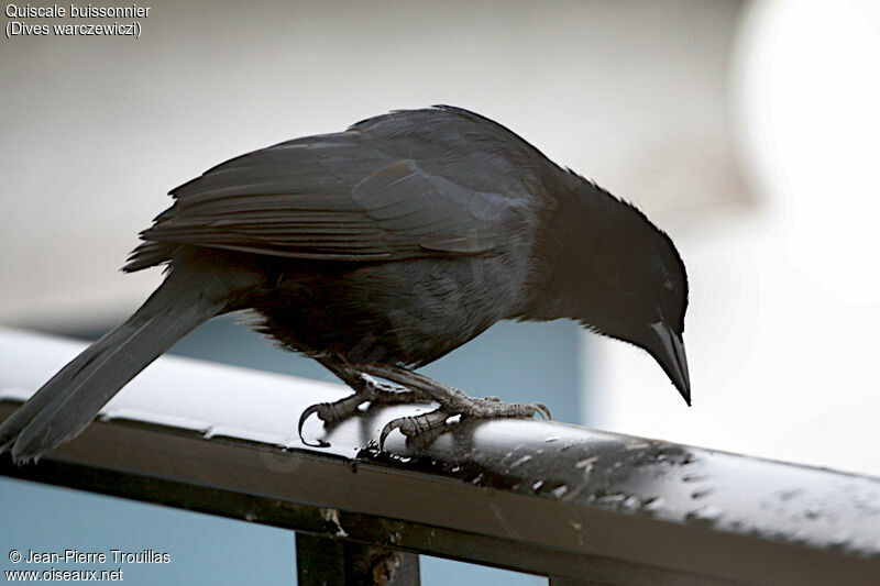 Scrub Blackbird