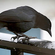 Scrub Blackbird