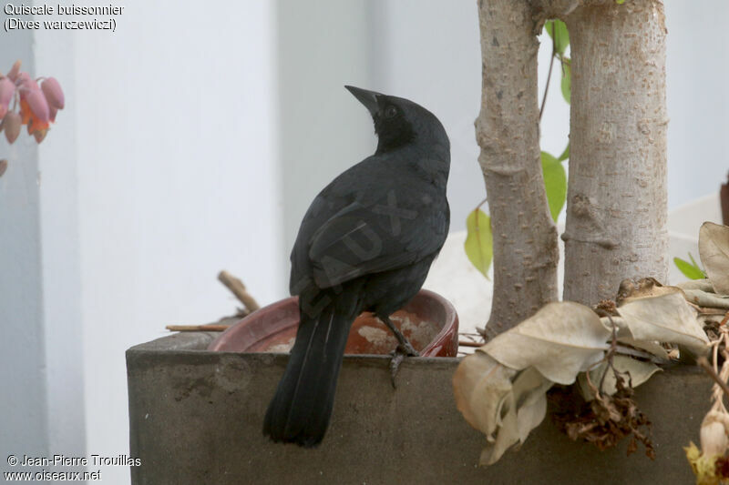 Scrub Blackbird