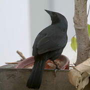 Scrub Blackbird