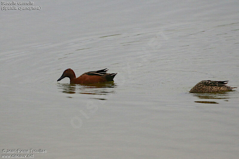 Cinnamon Teal