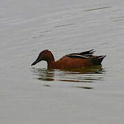 Cinnamon Teal