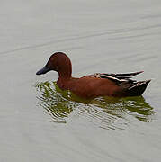 Cinnamon Teal