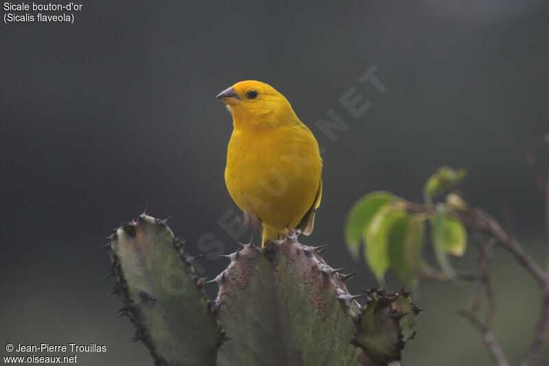 Saffron Finch