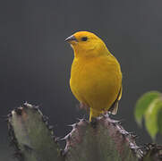 Saffron Finch