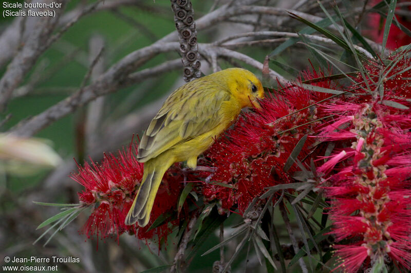 Saffron Finch