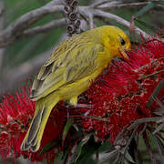 Saffron Finch