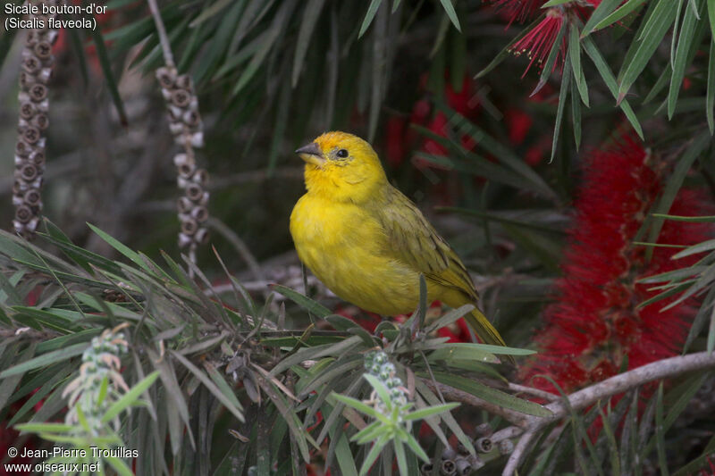 Saffron Finch