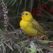 Saffron Finch