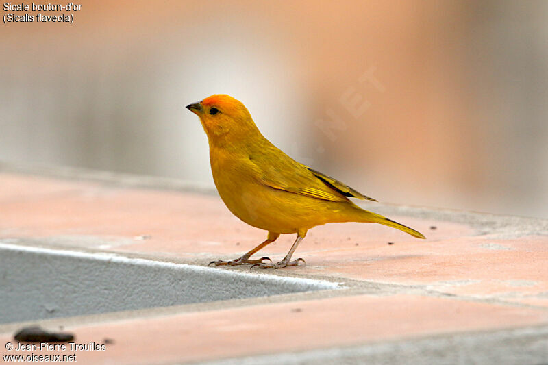 Saffron Finch