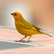 Saffron Finch