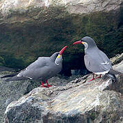 Inca Tern