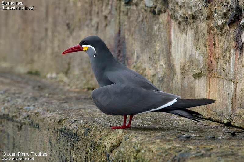 Inca Tern